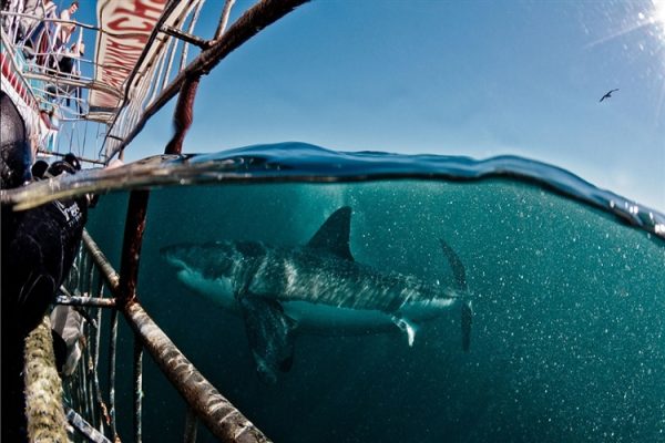 banner_White Shark