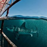 Air Jaws Expedition