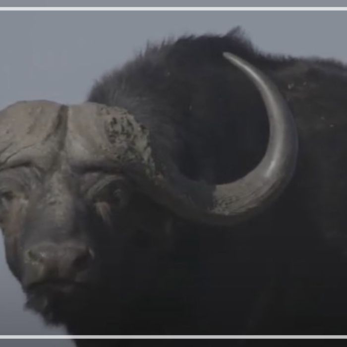 African Buffalos