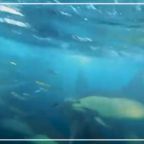 RJ-Cover-Common dolphins