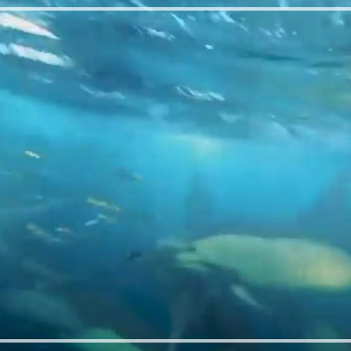 Common dolphins at Sardine Run
