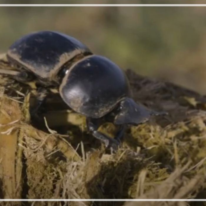 Dung beetle on dung ball