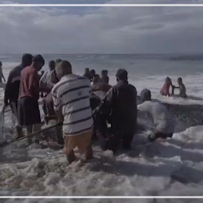 Sardine trek net fishing