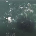 RJ-Cover-aerila of sardine bait ball