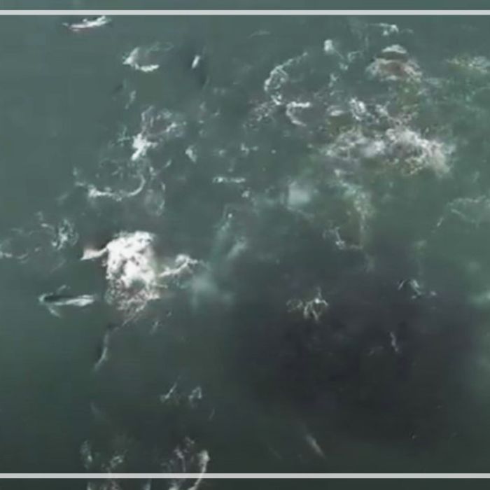 Aerial of Sardine baitballs on Sardine Run