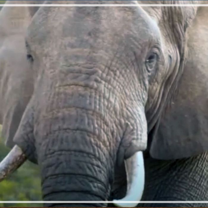 PL074 – African elephants