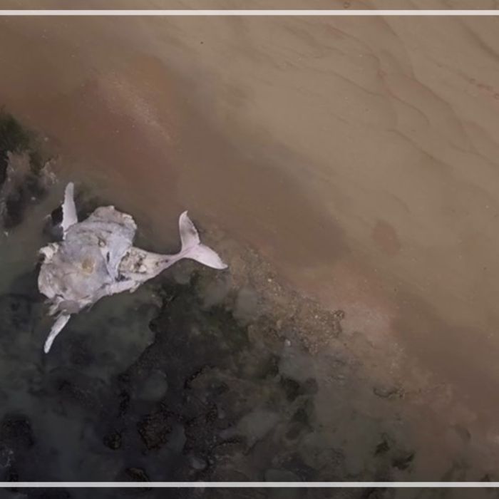 Beached humpback whale carcass