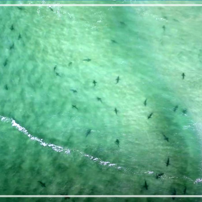 Aggregation of Bronze whaler sharks