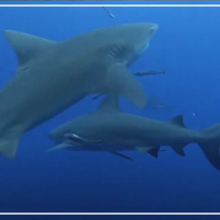 PL065 – Bull sharks circling in blue water
