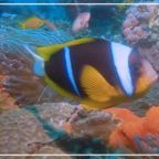 RJ-Cover clown fish stock footage