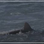 RJ-Cover-dusky shark topside