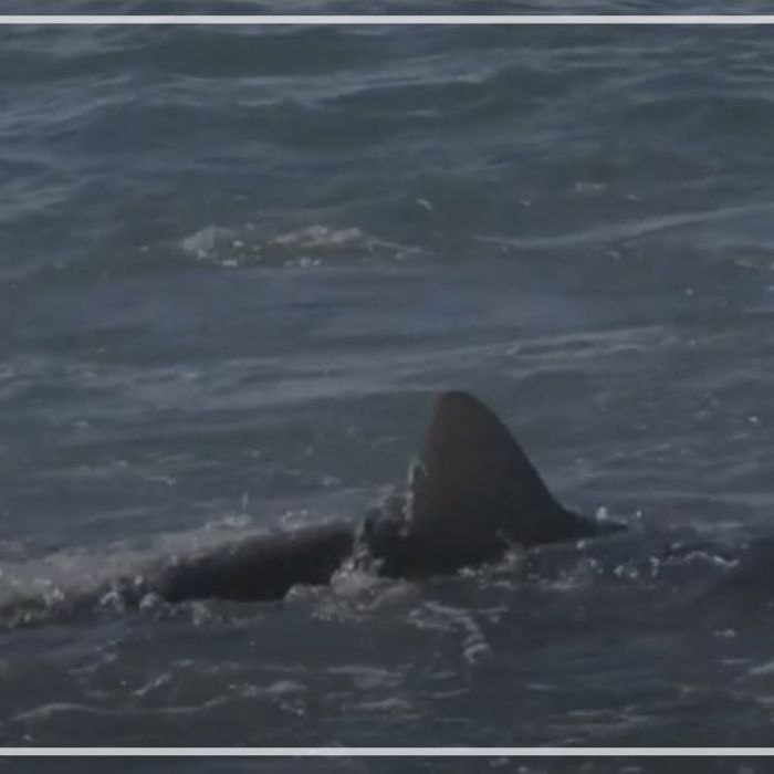 Slow motion of Dusky Sharks feeding on the Sardine Run