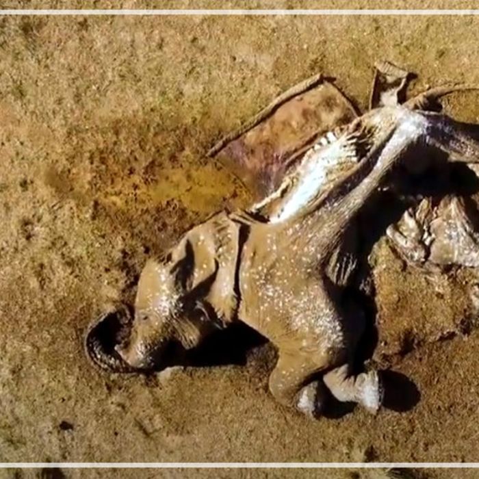 African Elephant Carcass