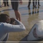 RJ-Cover gibbs with white sharks