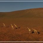 RJ-Cover-giraffe herd