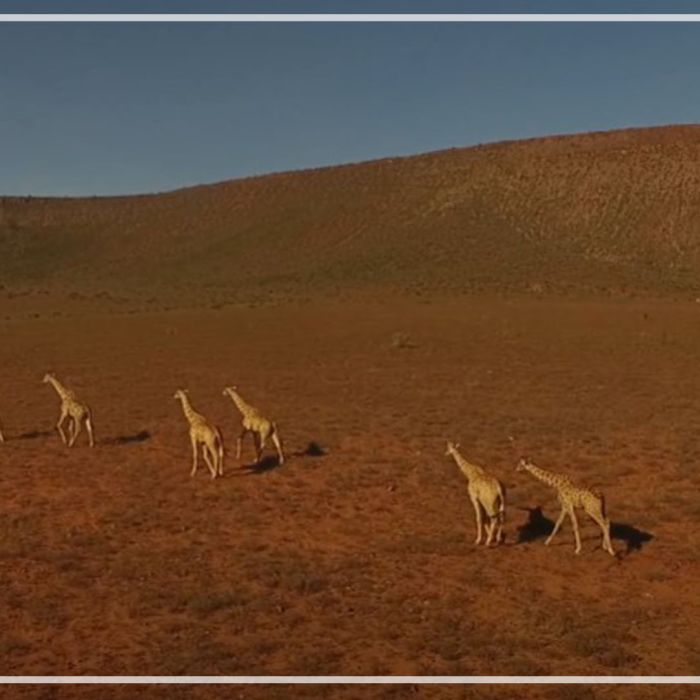 Giraffe herds