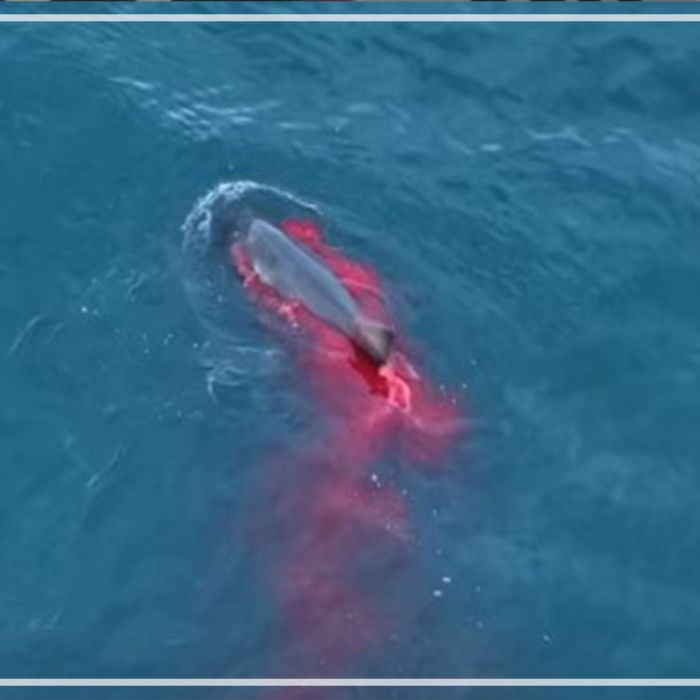 Great White Shark attacking Cape fur Seals