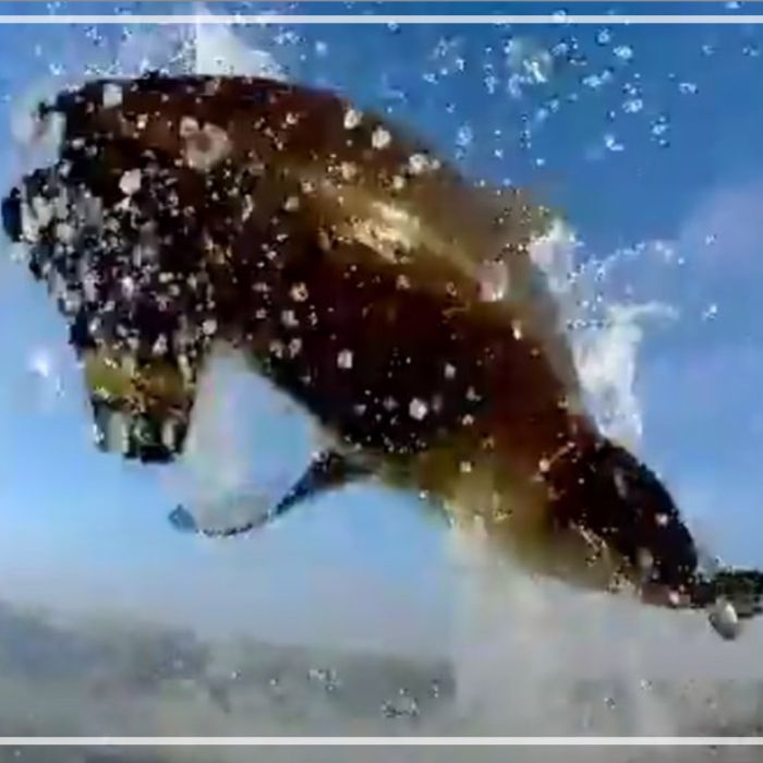 Great white sharks breaching attacks