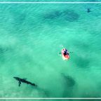 RJ-Cover-great white sharks circling kayaks