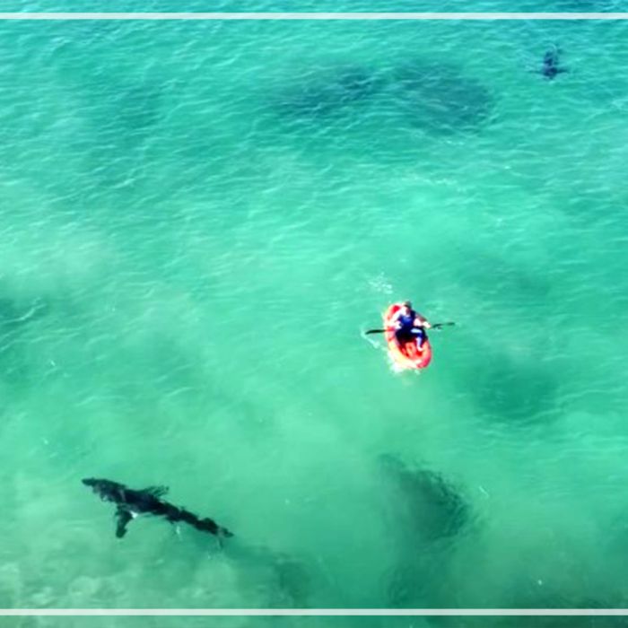 Great white sharks with Kayaks