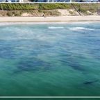 RJ-Cover-great white sharks patrolling beaches