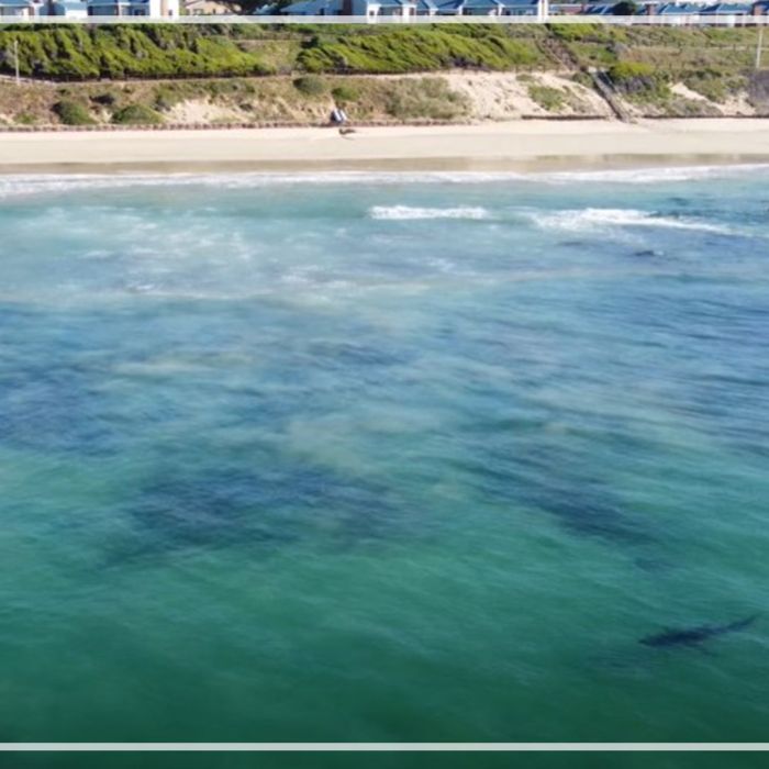 Aerials of great white sharks patrolling beaches
