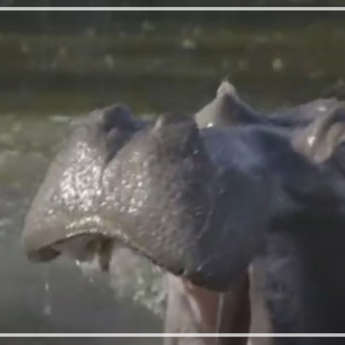 Hippopotamus