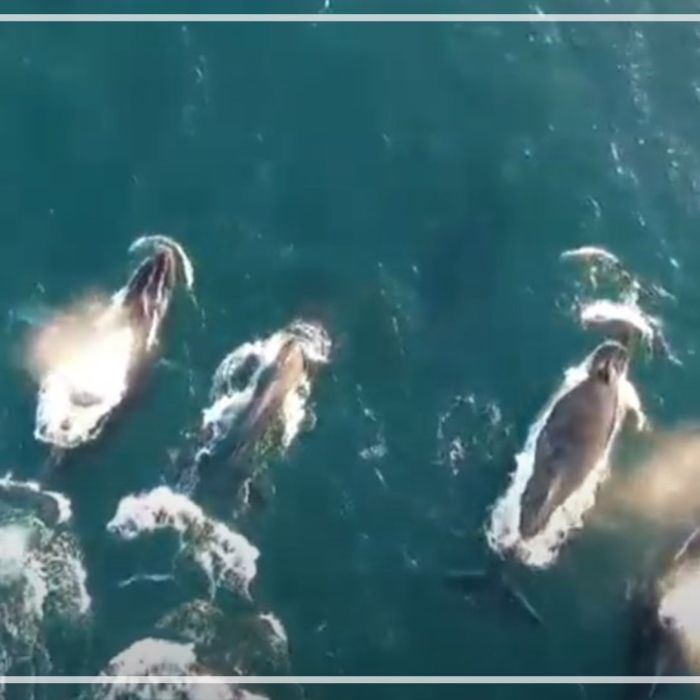 Humpback whales at South Africa’s Sardine Run