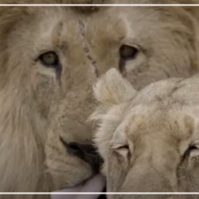 Lions relaxing and socialising