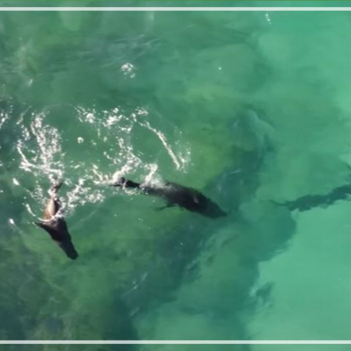Great white sharks harassed by Cape fur seals