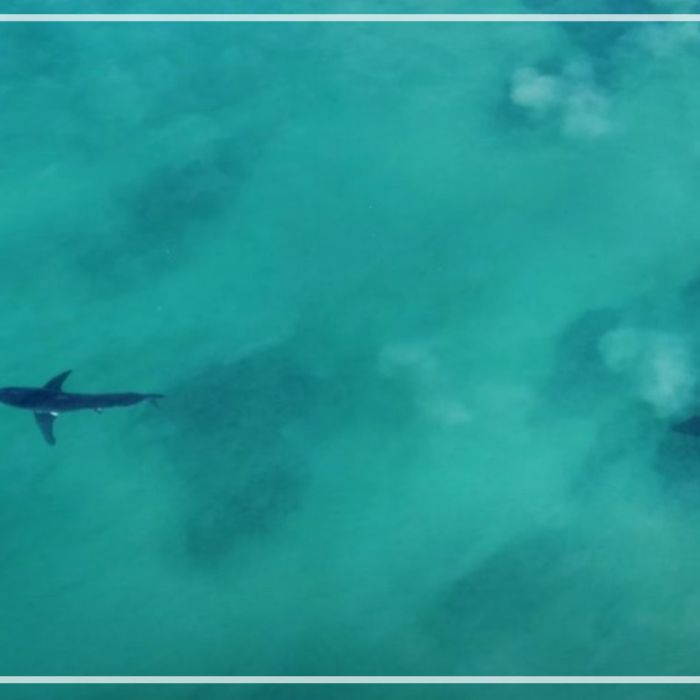 Aerials of multiple great white sharks interacting