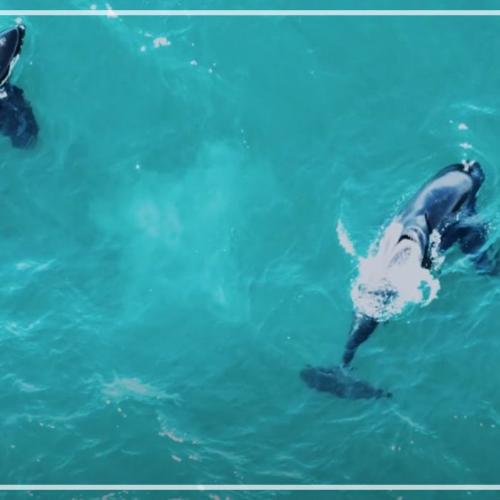 Orca’s – Port and Starboard