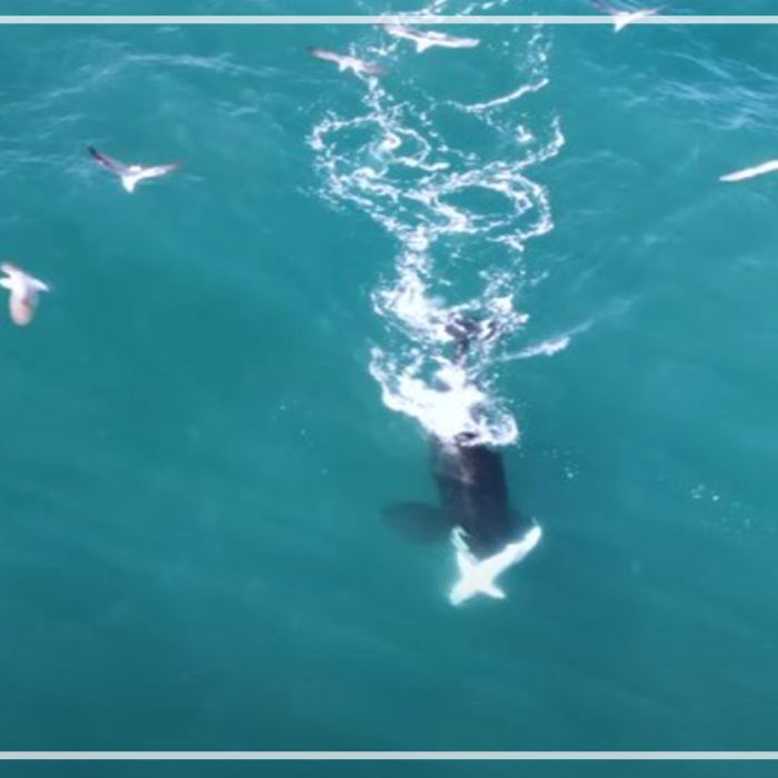 Orca – Port and Starboard hunt bronze whaler