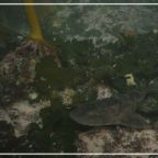 RJ-Cover puffadder