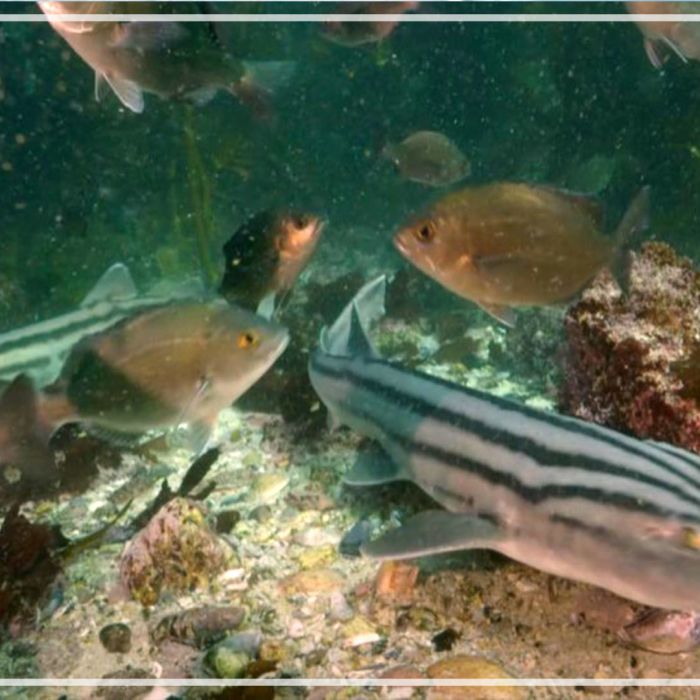 Pyjama Catshark in Kelp Forest