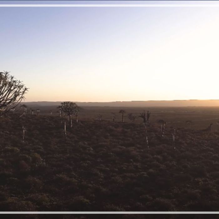 Quiver trees – South Africa