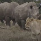 RJ-Cover-rhion and lion