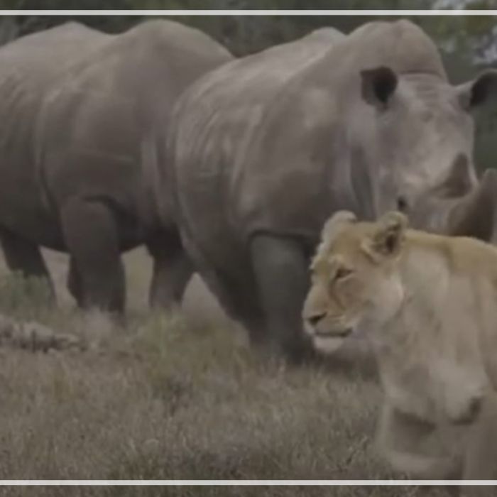 White rhino in standoff with African elephant