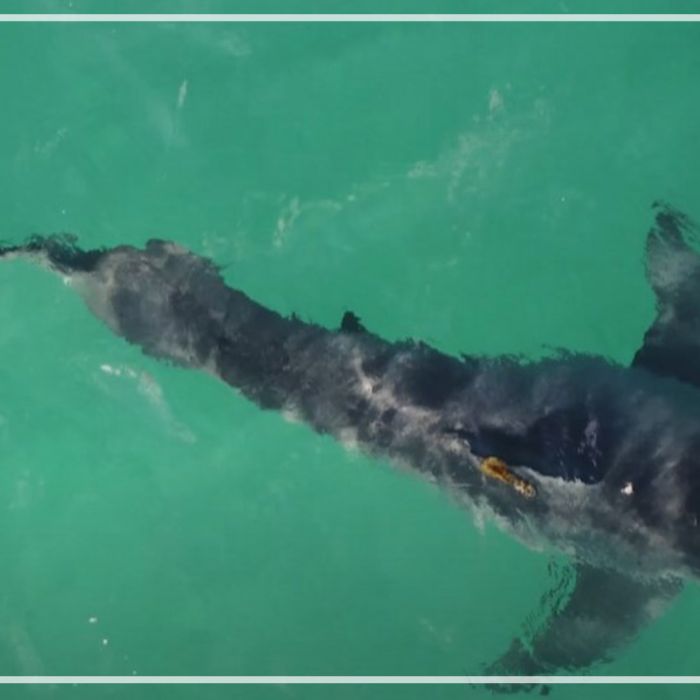 Aerials of satellite tagged great white shark