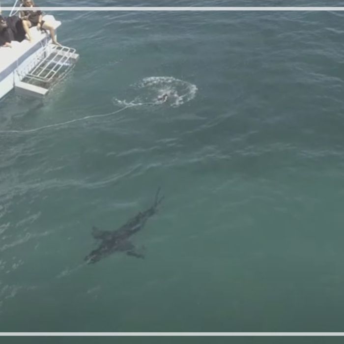 Great white shark with boat