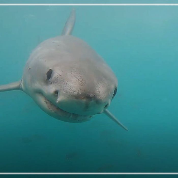 Great white shark underwater – Slowmo
