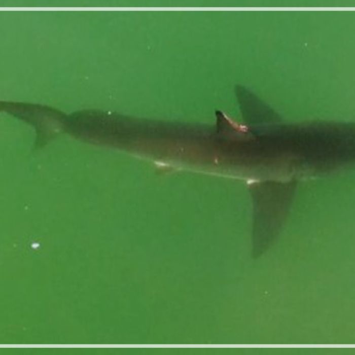 Great white sharks suffering injuries