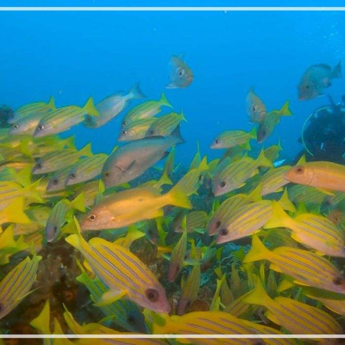 Tropical Reef