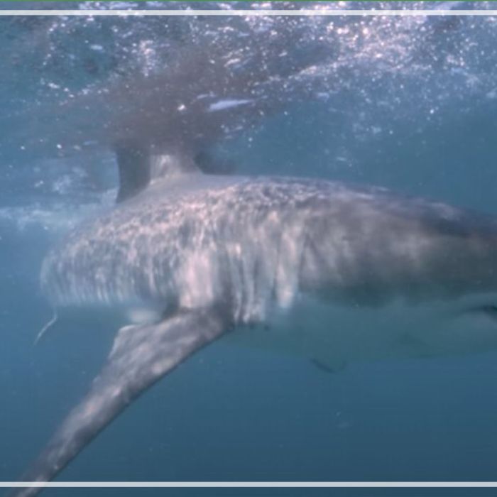 Great white sharks swimming in blue water