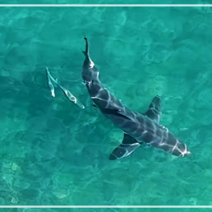 Great White Shark Cleaning