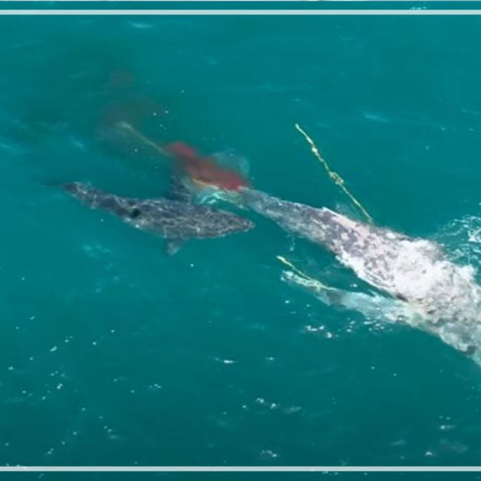 Great white shark attacks humpback whale