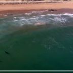 RJ-Cover-white sharks circle carcas