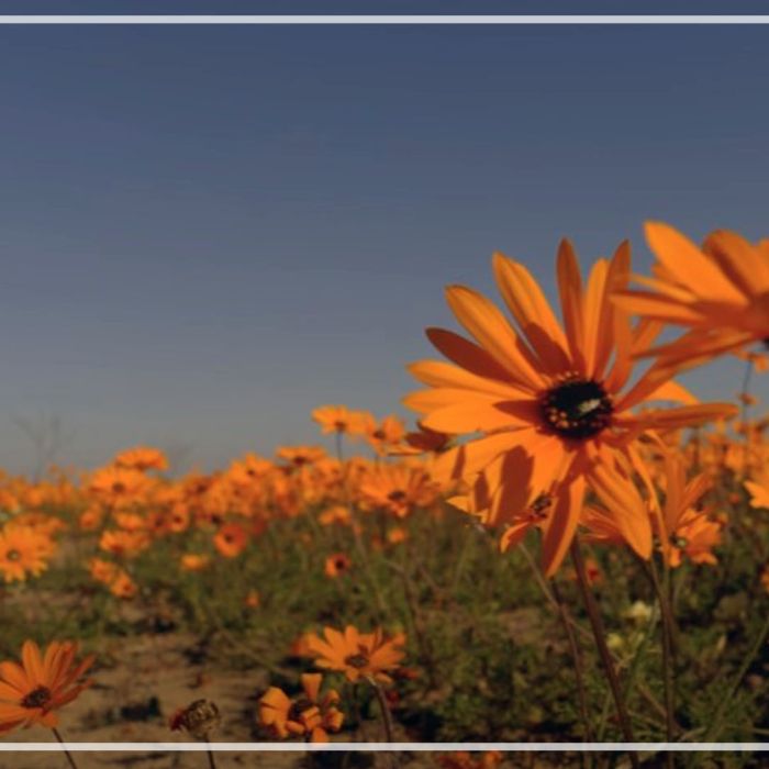 Wild flowers of west coast – South Africa