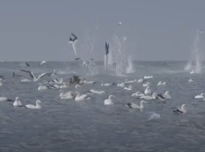 Cape Gannets diving into water at Sardine Run