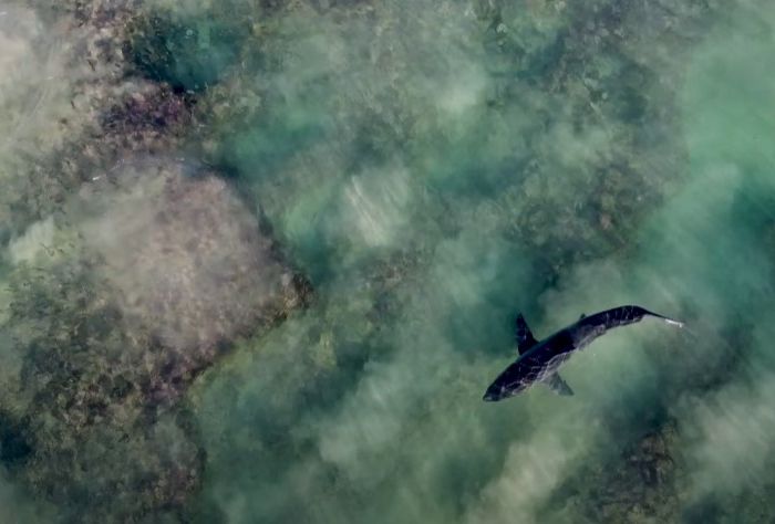 Aerials of single great white sharks on reef